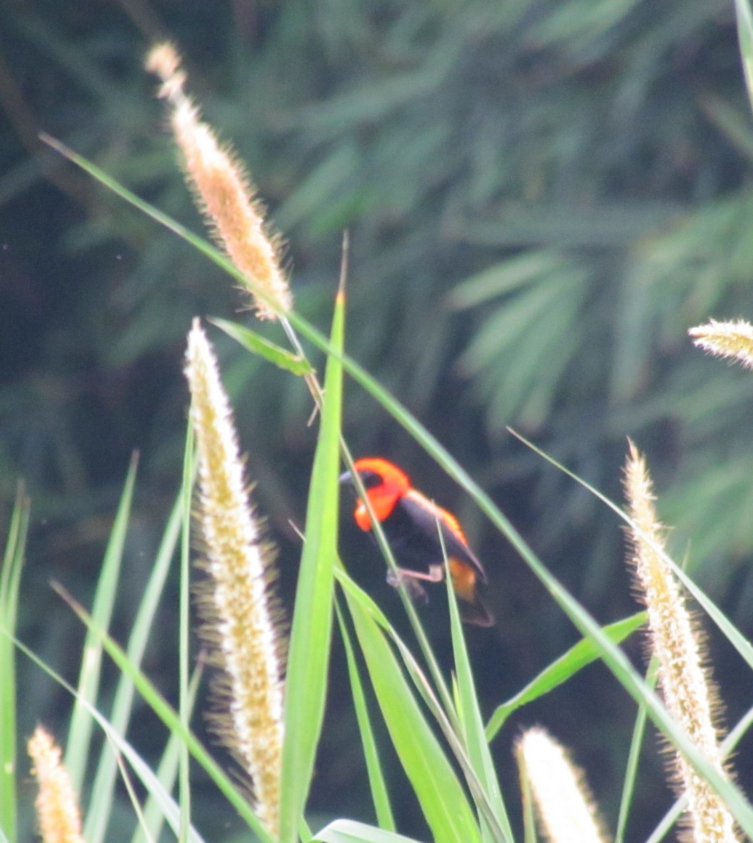 Black-winged Bishop - ML60916701