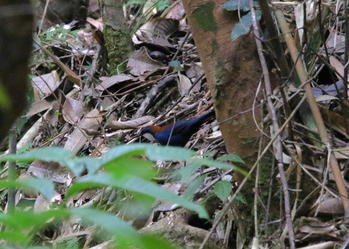 Chestnut-backed Jewel-babbler - ML609167021