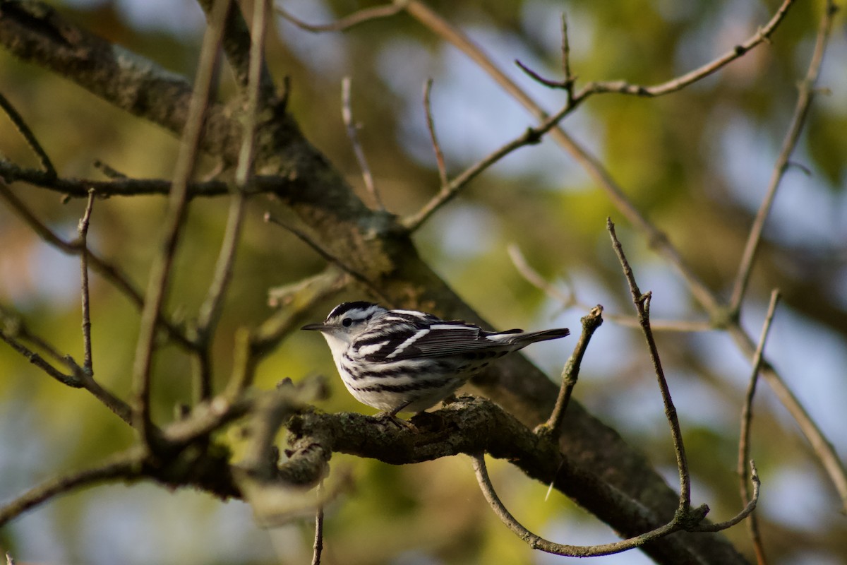 Black-and-white Warbler - ML609167037