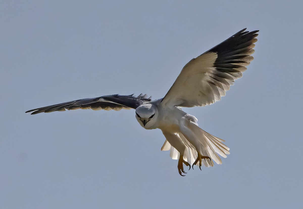 Black-winged Kite - ML609167164