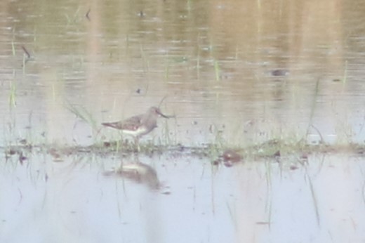 Temminck's Stint - ML609167189