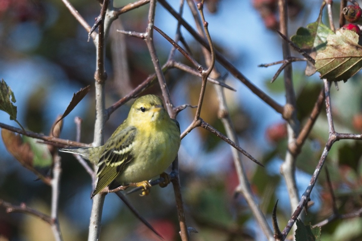 Blackpoll Warbler - ML609167203