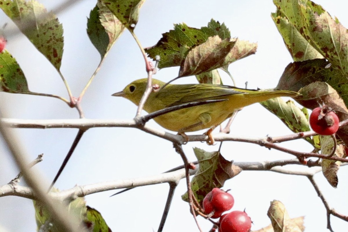 Yellow Warbler - Jason Milson