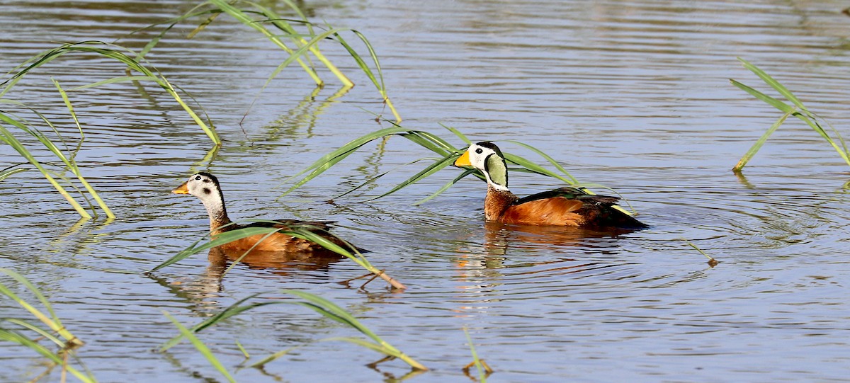 African Pygmy-Goose - ML609167319