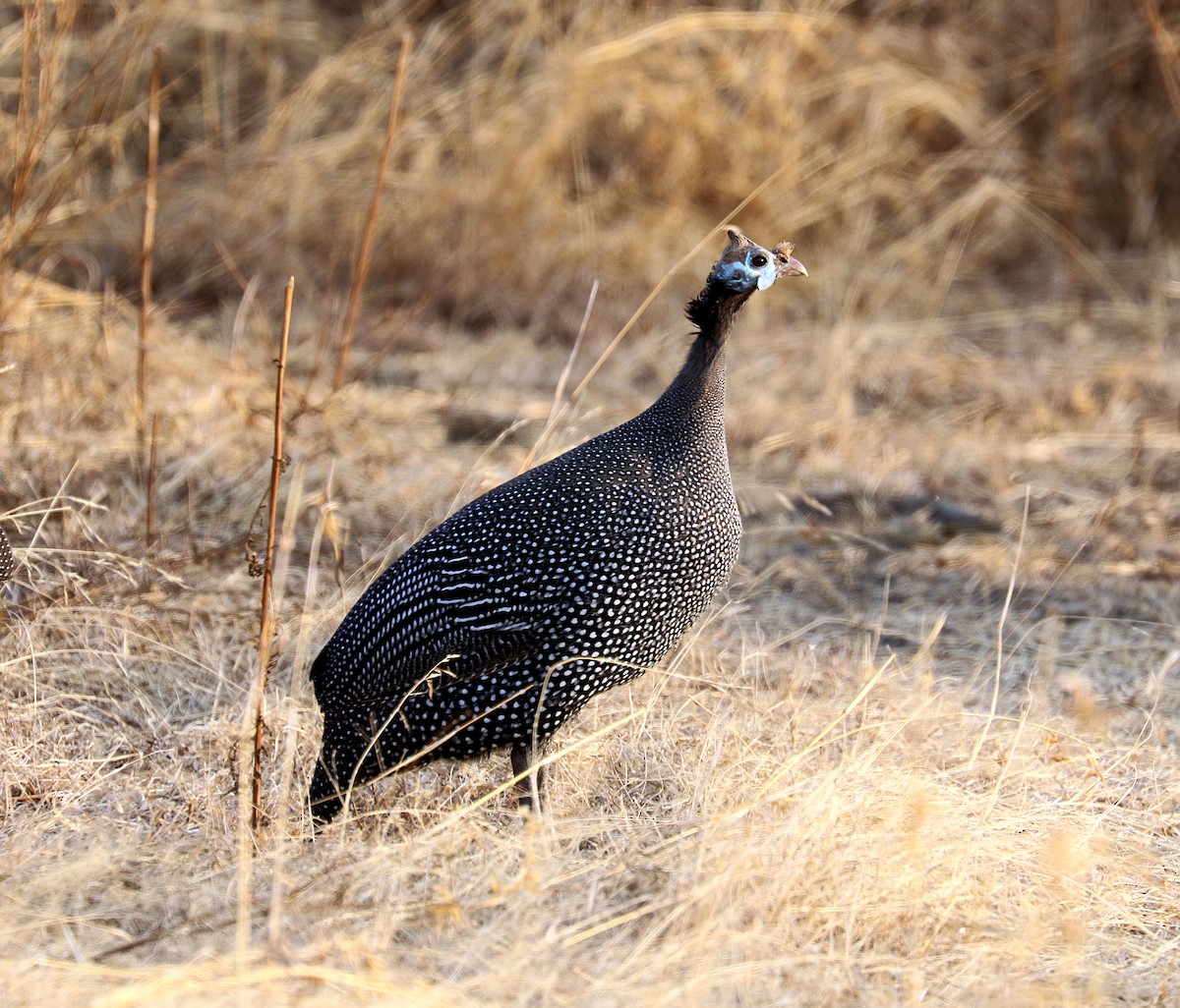 Helmeted Guineafowl - ML609167328