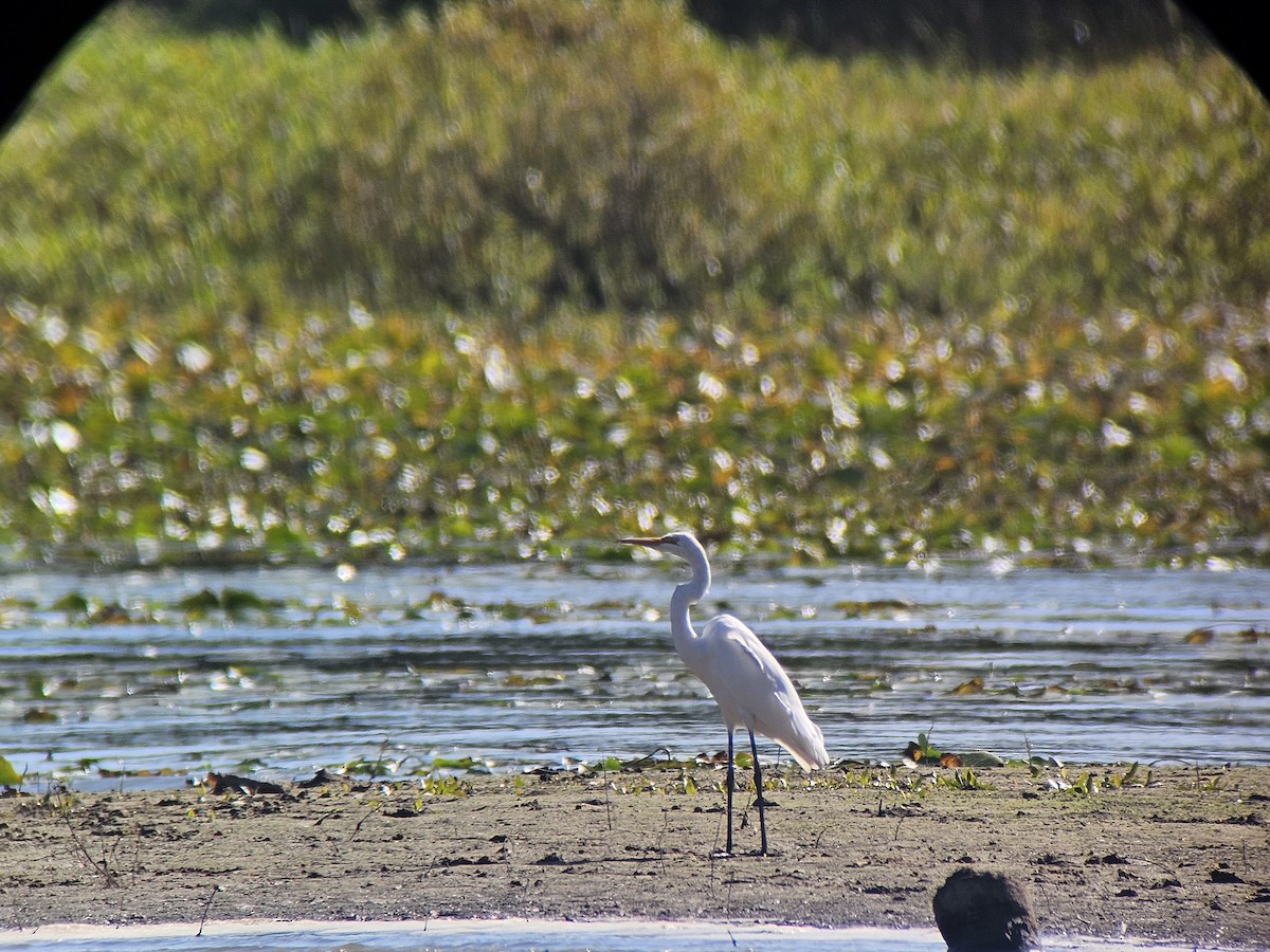 Great Egret - ML609167361