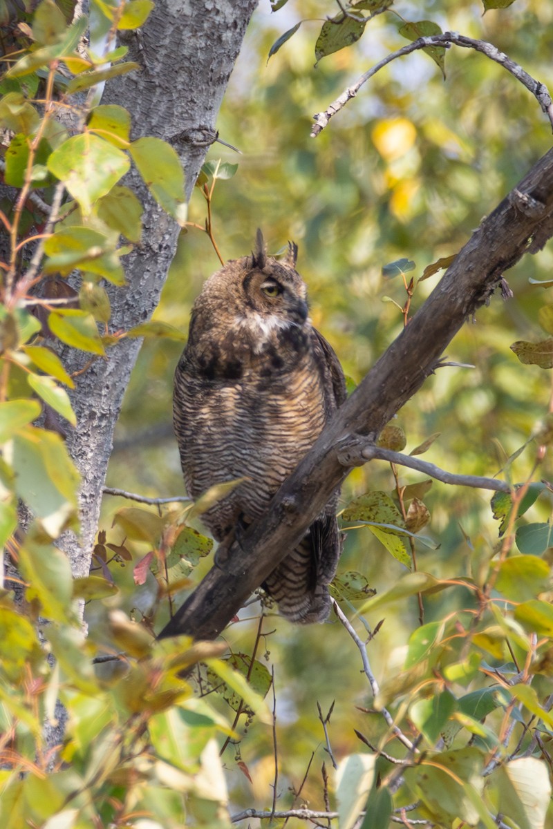 Great Horned Owl - Randy Terra