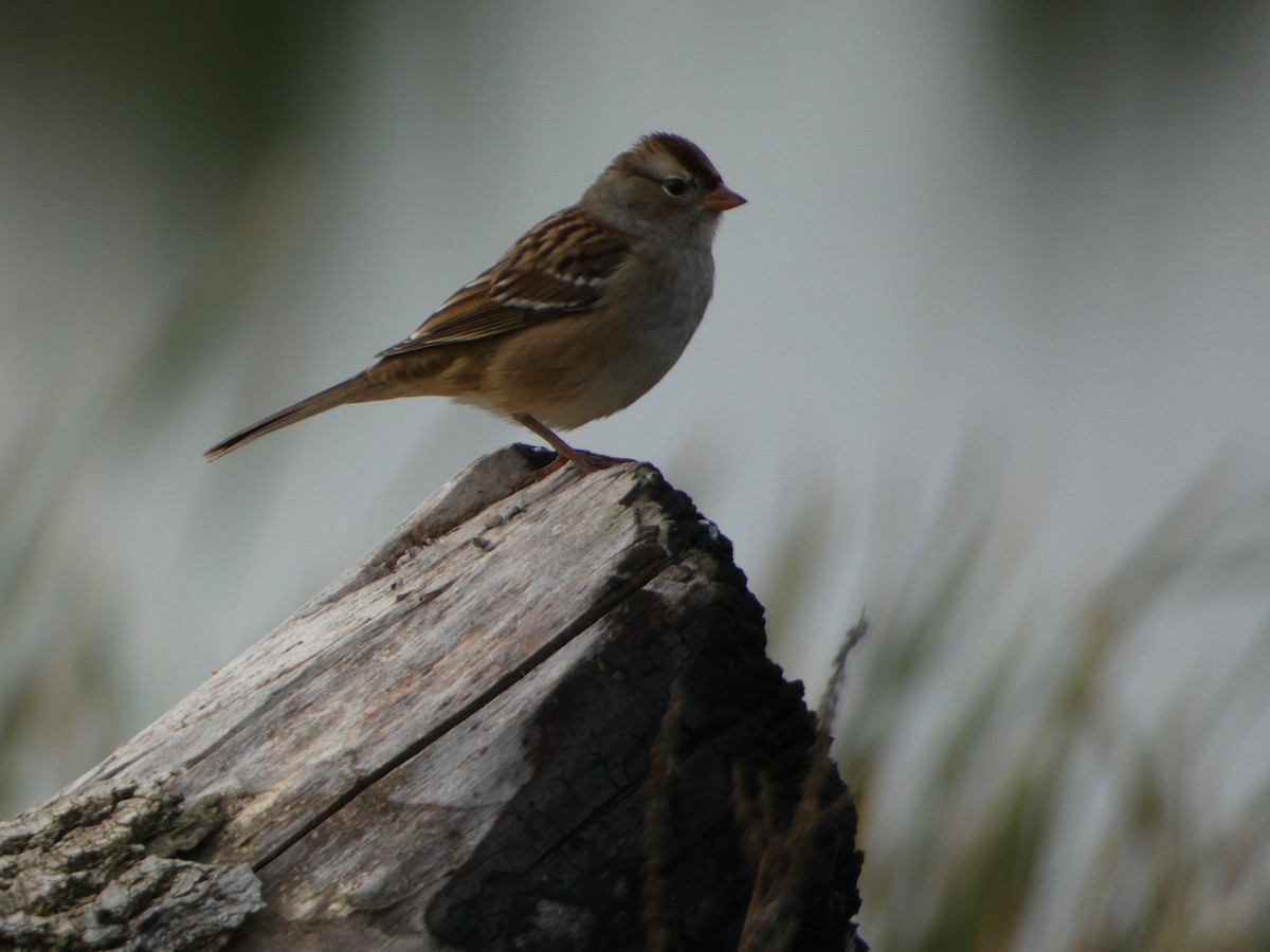 White-crowned Sparrow - ML609167373