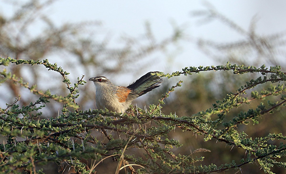 White-browed Coucal - ML609167381