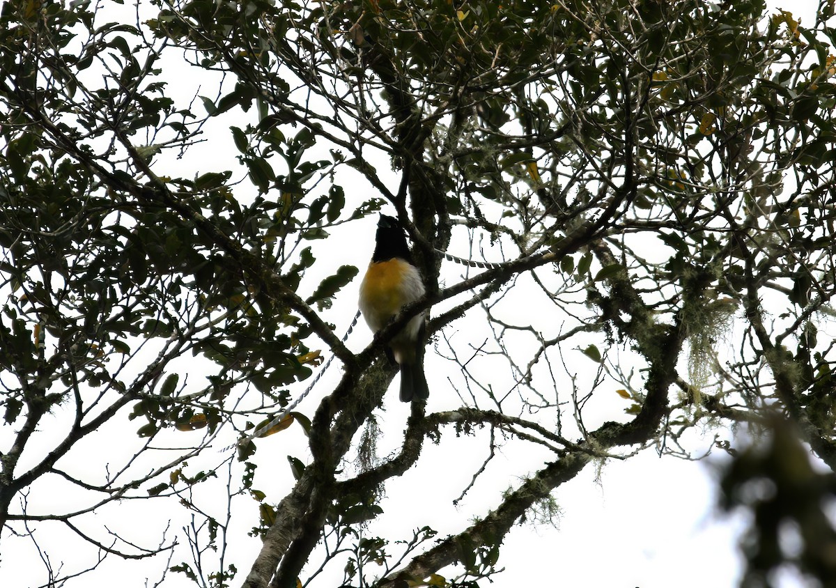 King-of-Saxony Bird-of-Paradise - Paul Varney