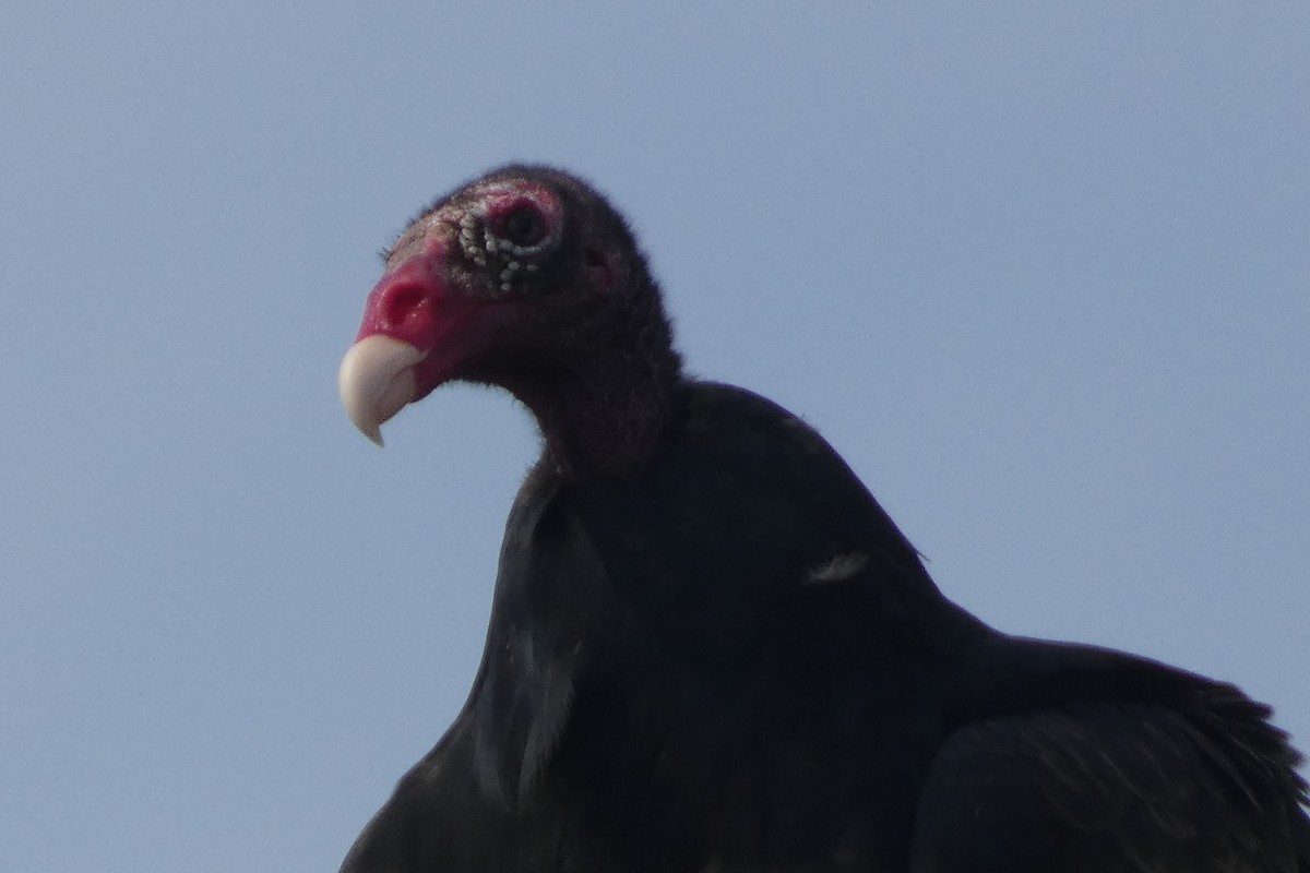 Turkey Vulture - ML609167402