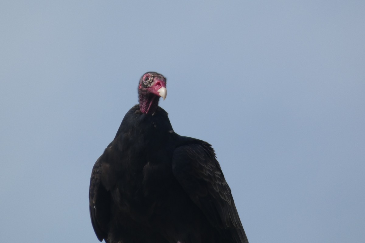 Turkey Vulture - ML609167403