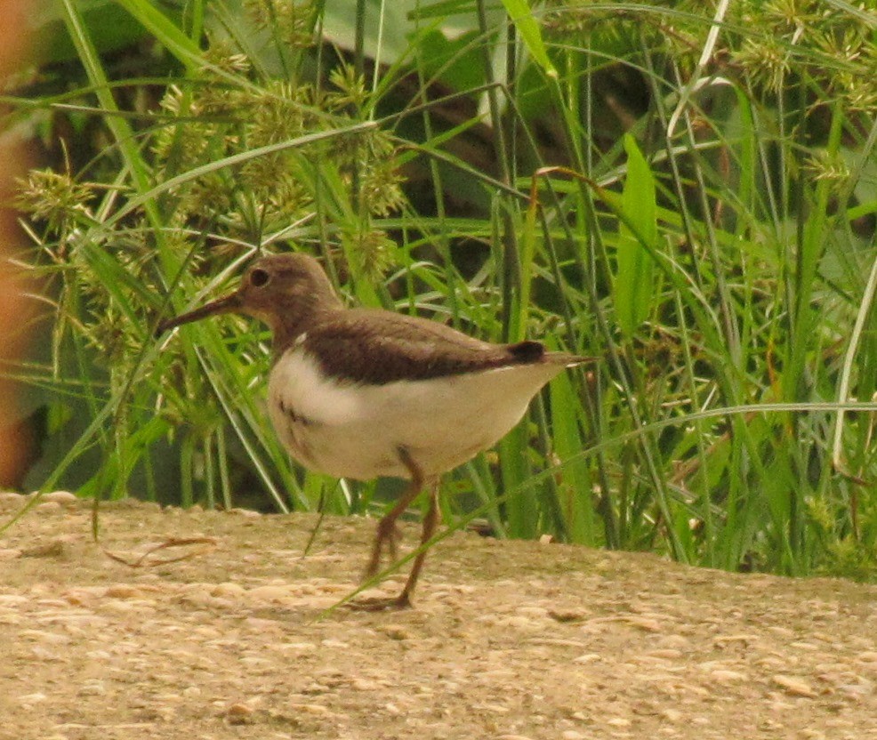 Common Sandpiper - ML60916741