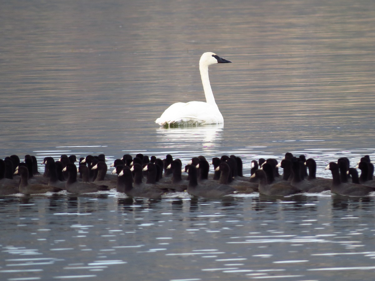 Trumpeter Swan - ML609167476