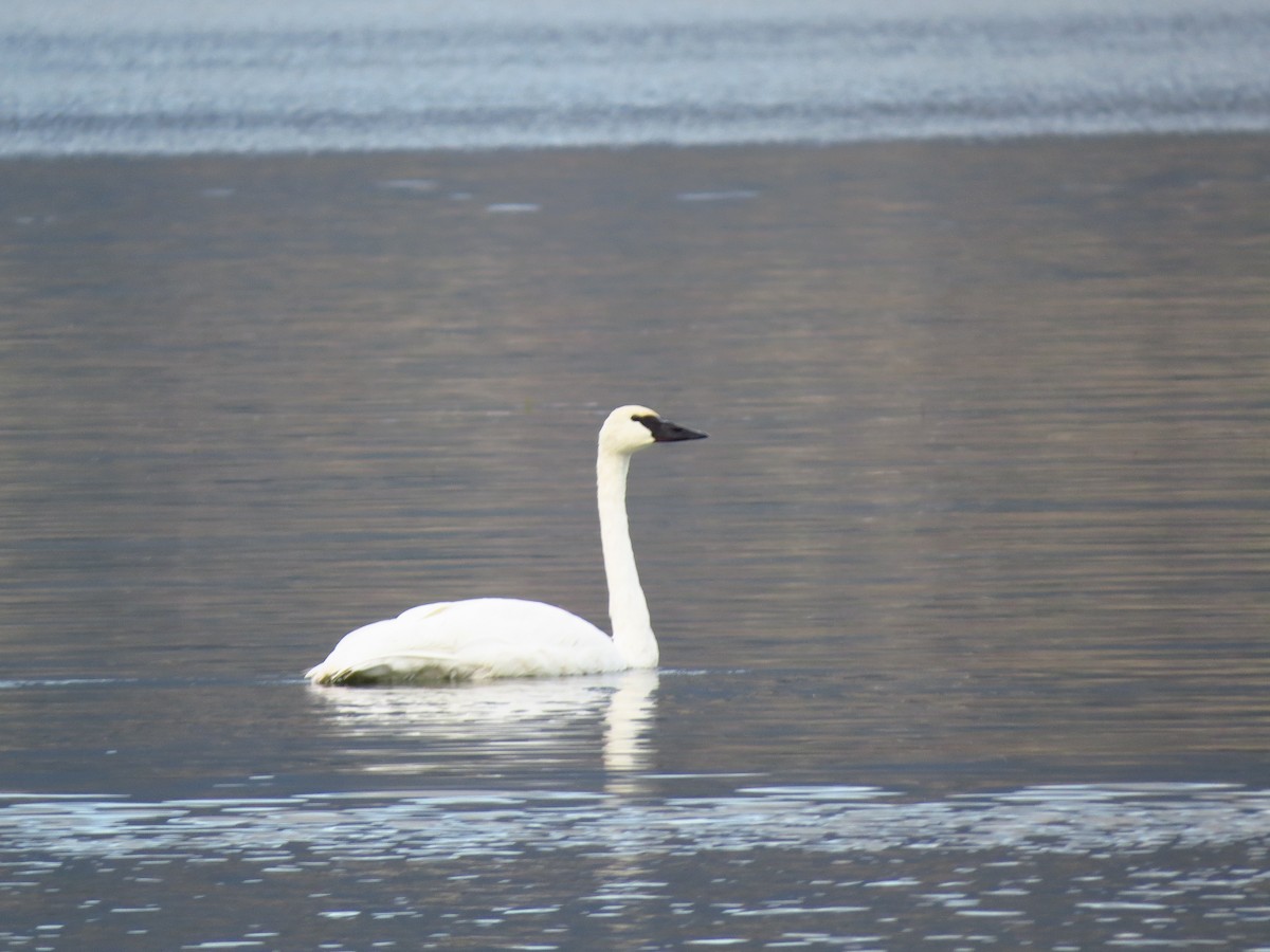 Trumpeter Swan - ML609167477