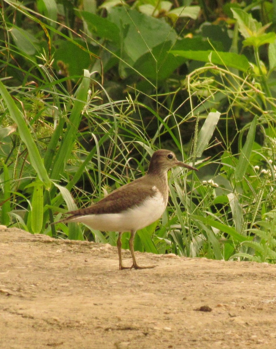 Common Sandpiper - ML60916751