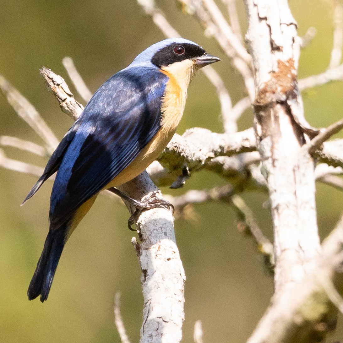 Fawn-breasted Tanager - ML609167517