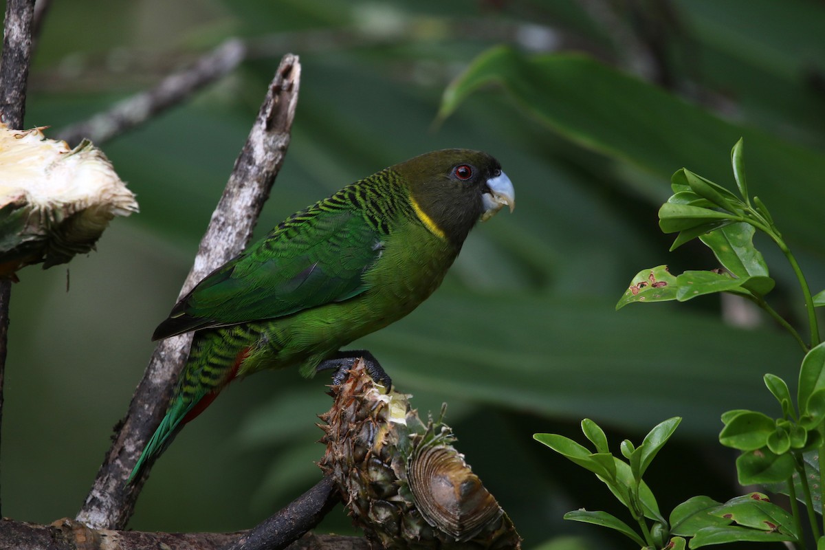 Brehm's Tiger-Parrot - ML609167578