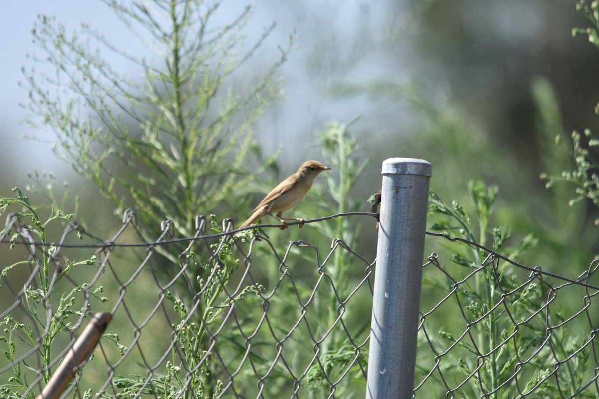 קנית קטנה - ML609167723