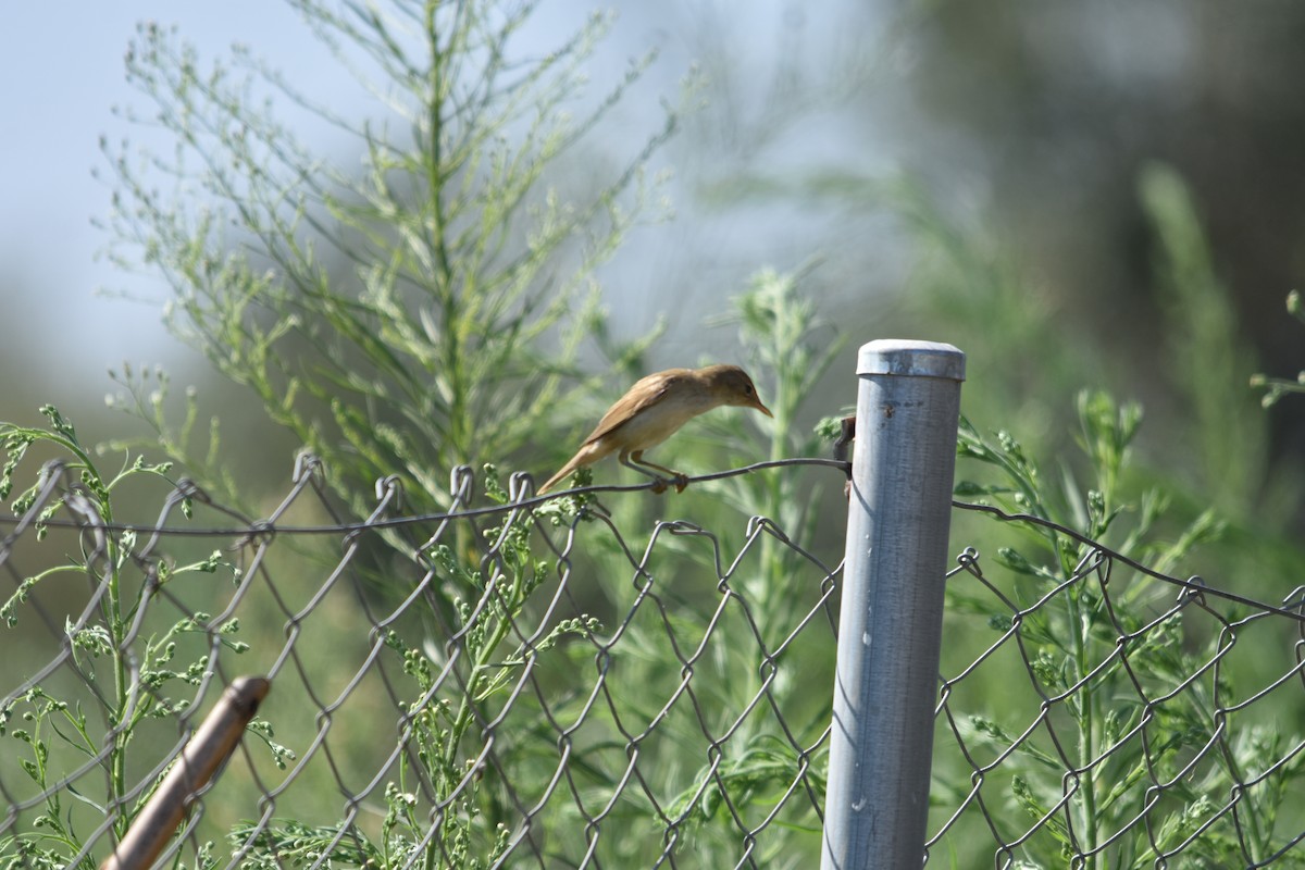 קנית קטנה - ML609167724