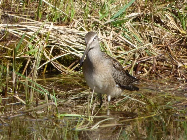 Long-billed Dowitcher - ML609167730
