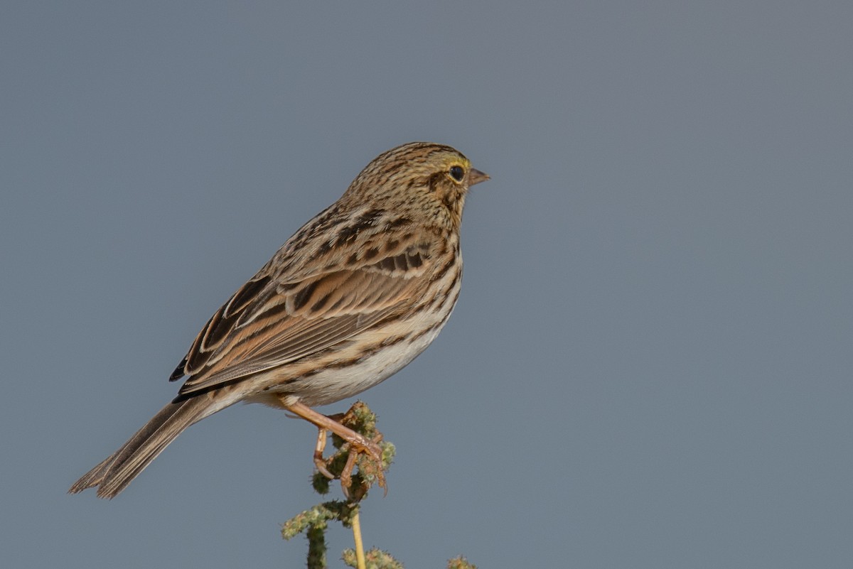 Savannah Sparrow - ML609167842