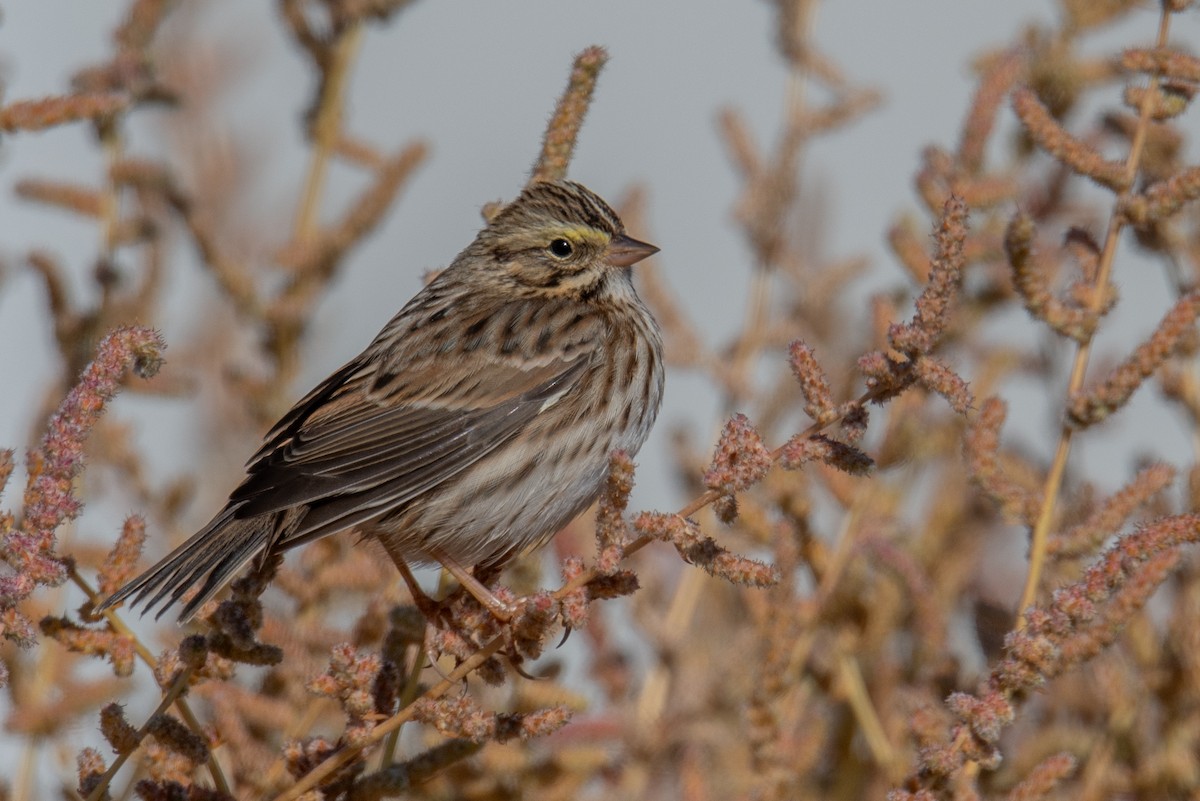 Savannah Sparrow - Jeff Bleam