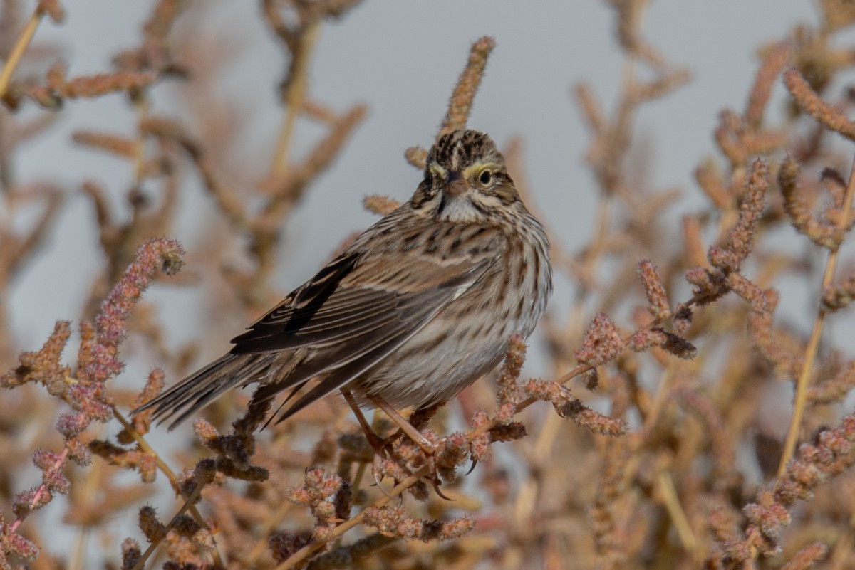 Savannah Sparrow - Jeff Bleam