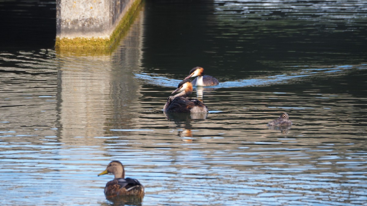 Great Crested Grebe - Anonymous