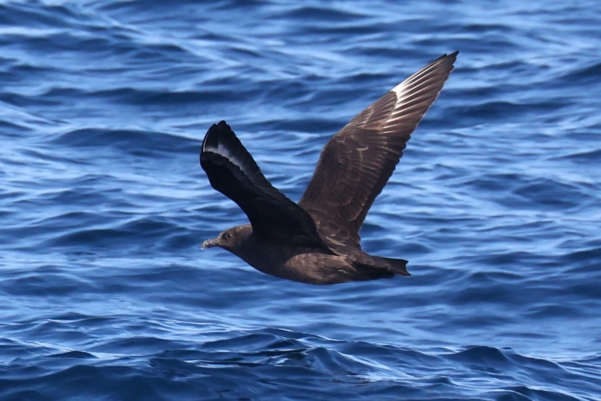 South Polar Skua - Luis Alvarez