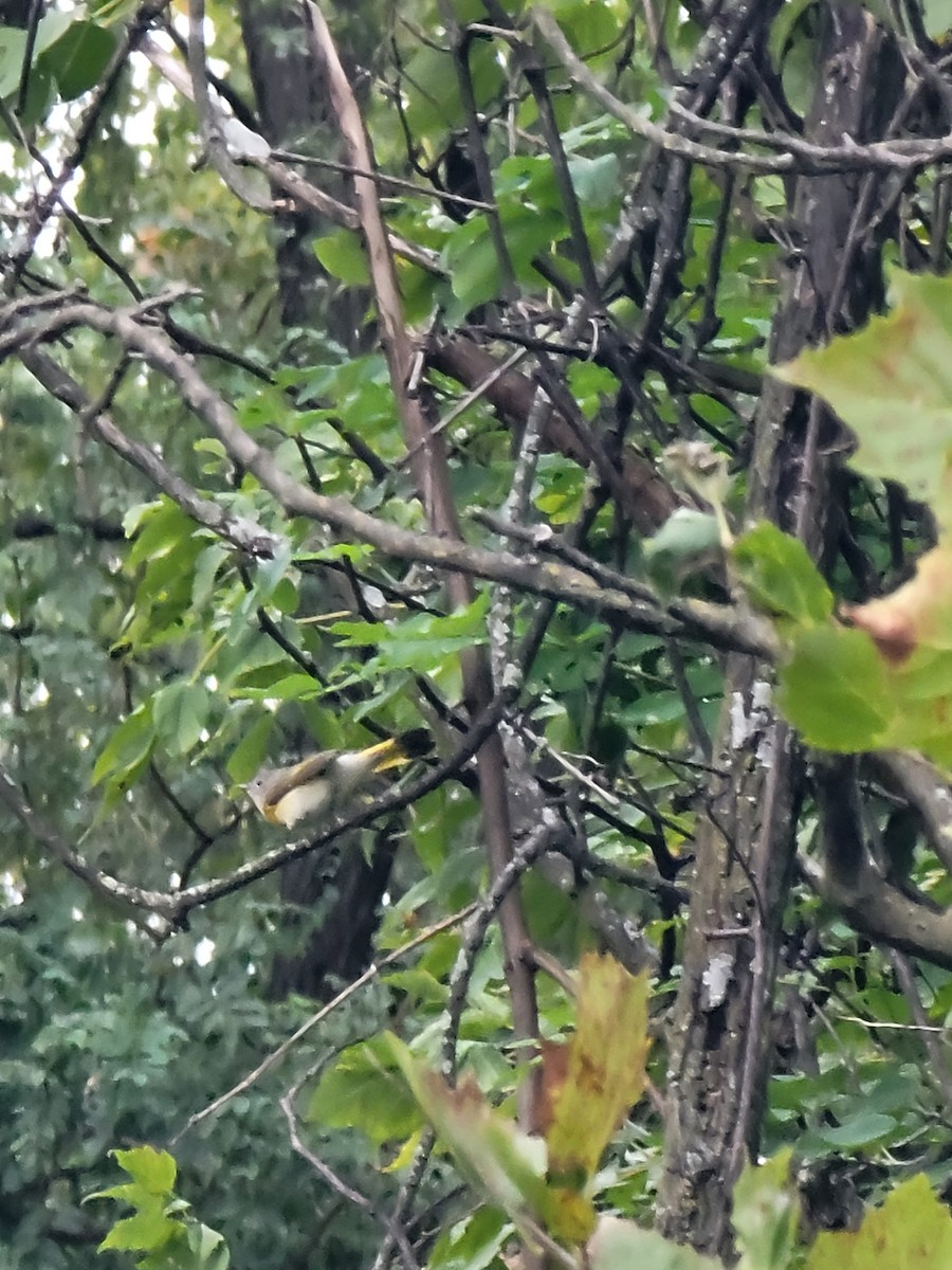 American Redstart - ML609168044