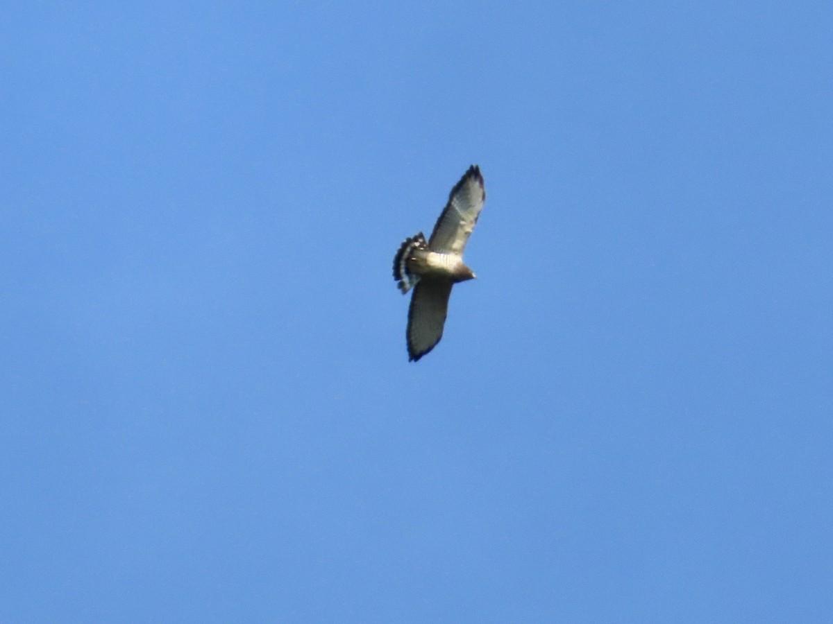 Broad-winged Hawk - ML609168116