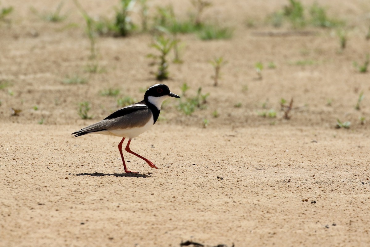 Pied Plover - ML609168164