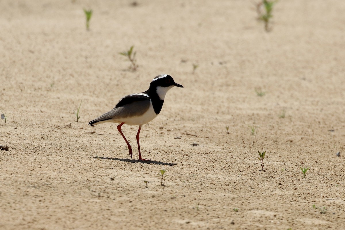 Pied Plover - ML609168173