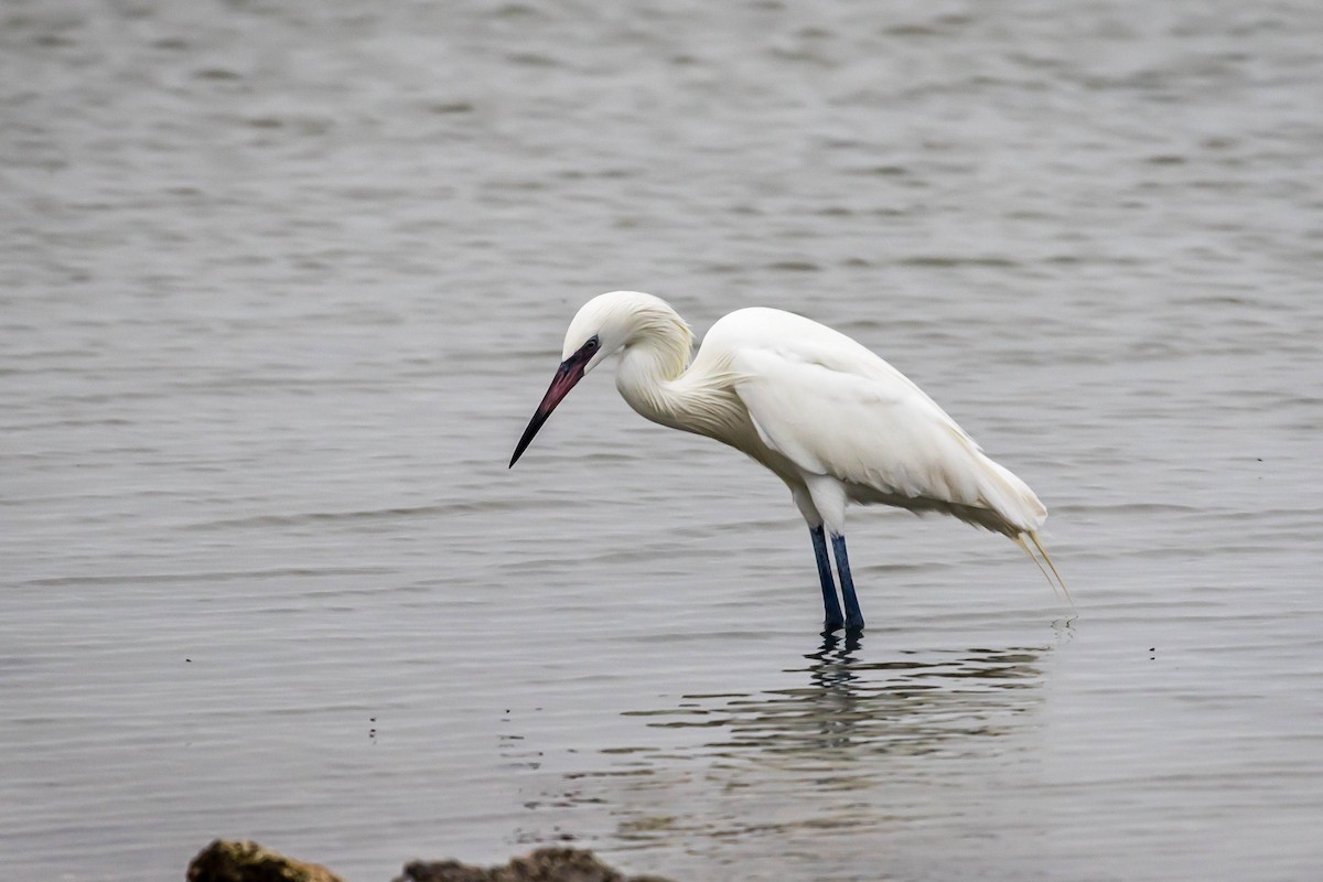 Reddish Egret - ML609168317