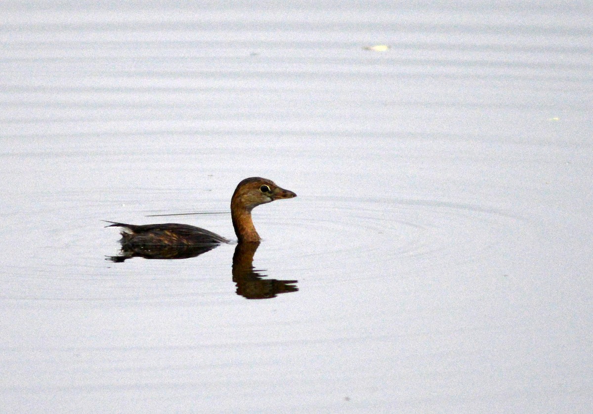 Pied-billed Grebe - ML609168429