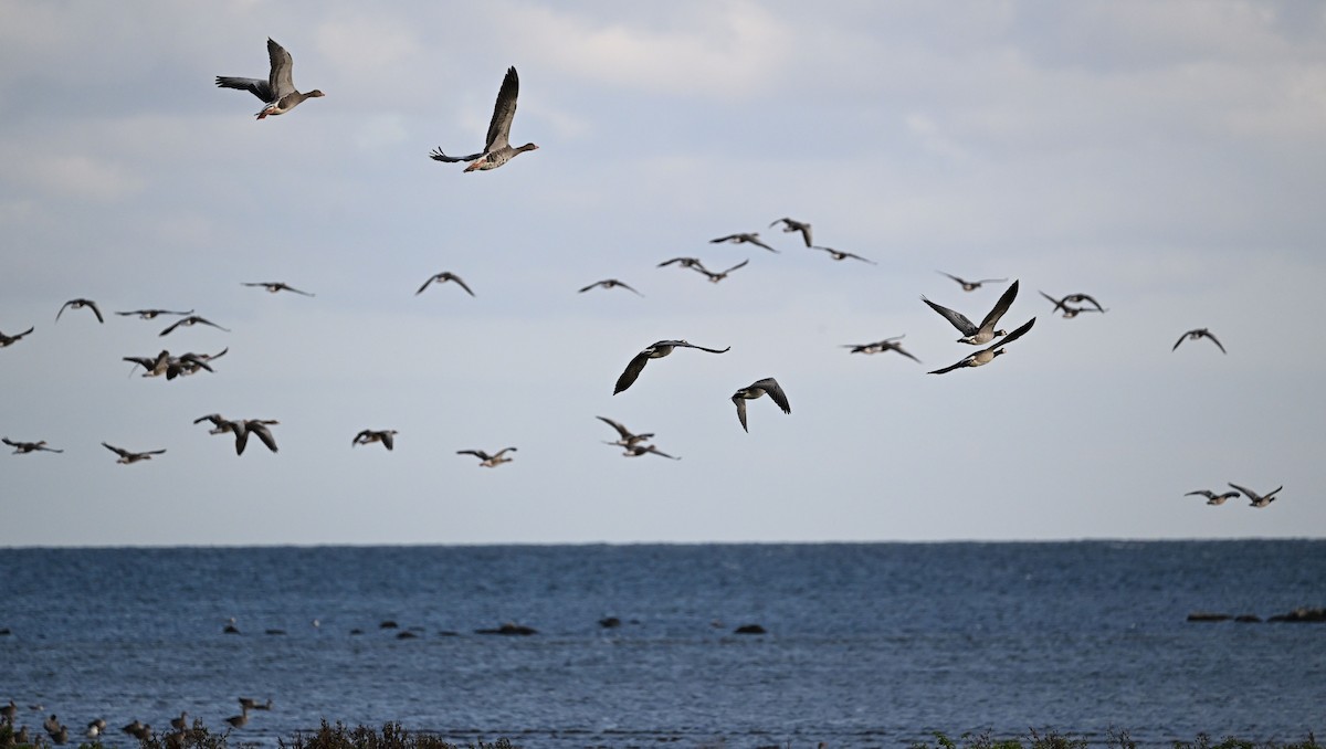 Graylag Goose - David Darrell-Lambert