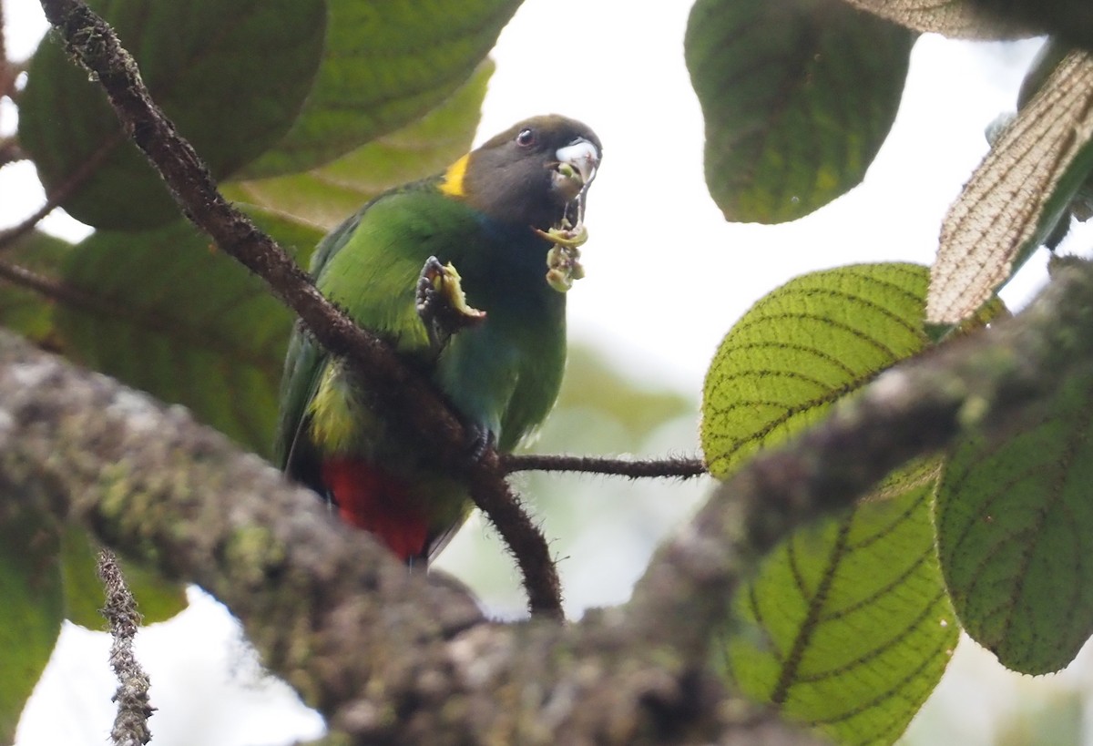 Painted Tiger-Parrot - ML609168608