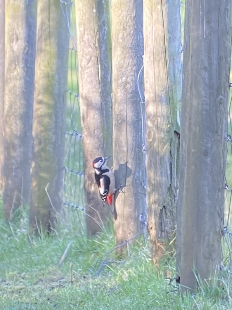 Great Spotted Woodpecker - ML609168620