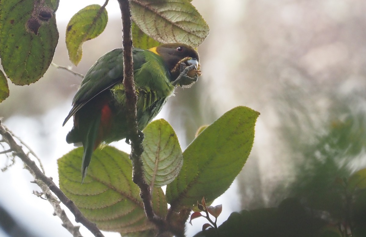 Painted Tiger-Parrot - ML609168622