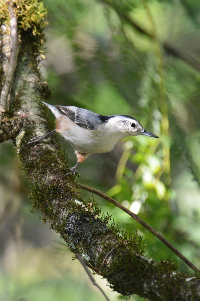 White-breasted Nuthatch - ML609168626