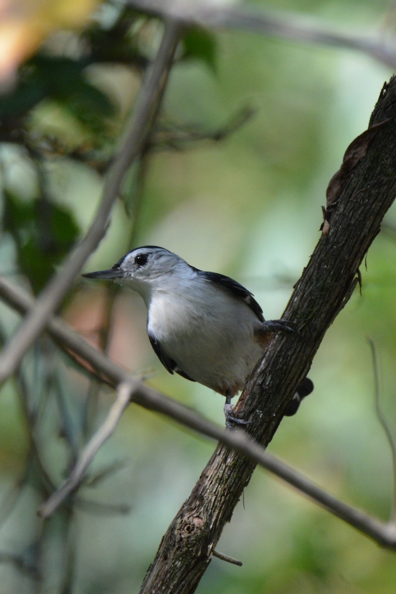 White-breasted Nuthatch - ML609168627