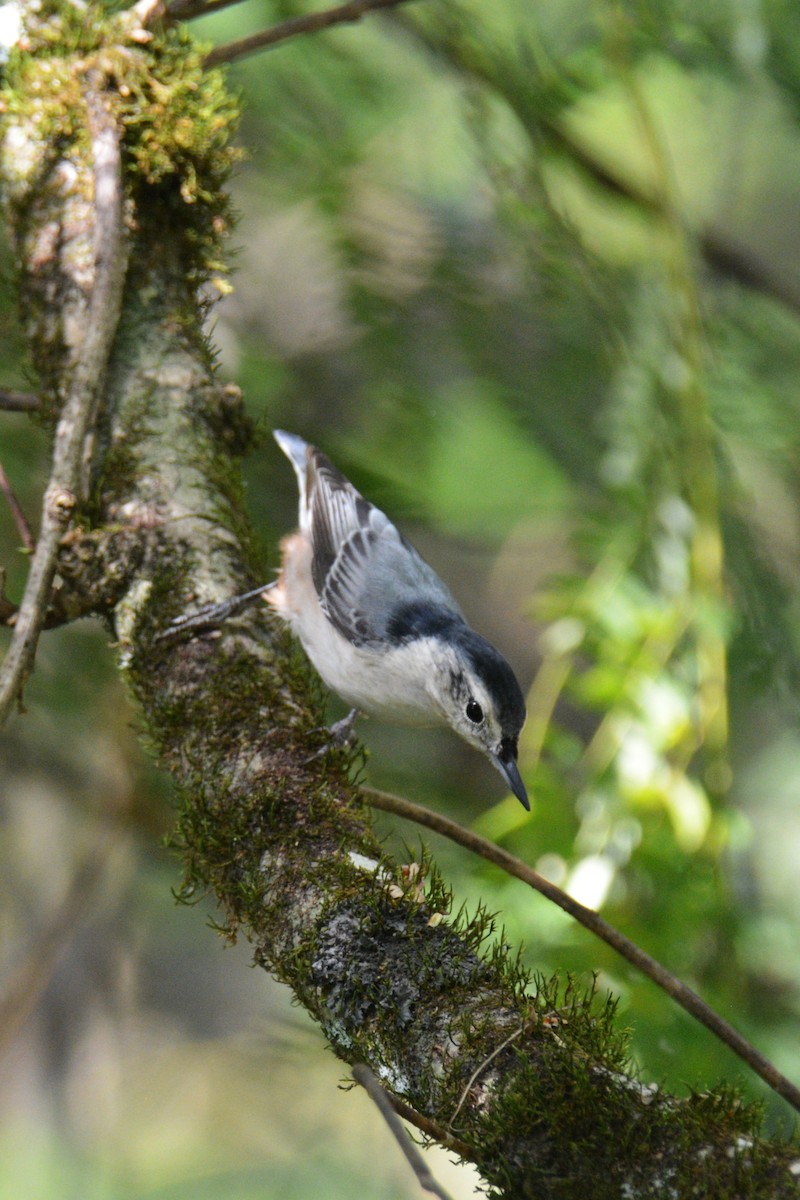 White-breasted Nuthatch - ML609168628