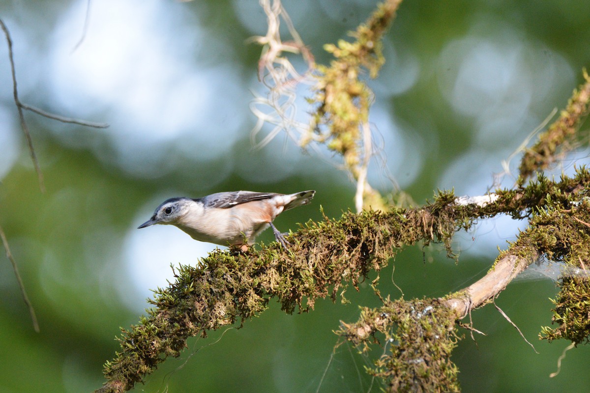 White-breasted Nuthatch - ML609168629