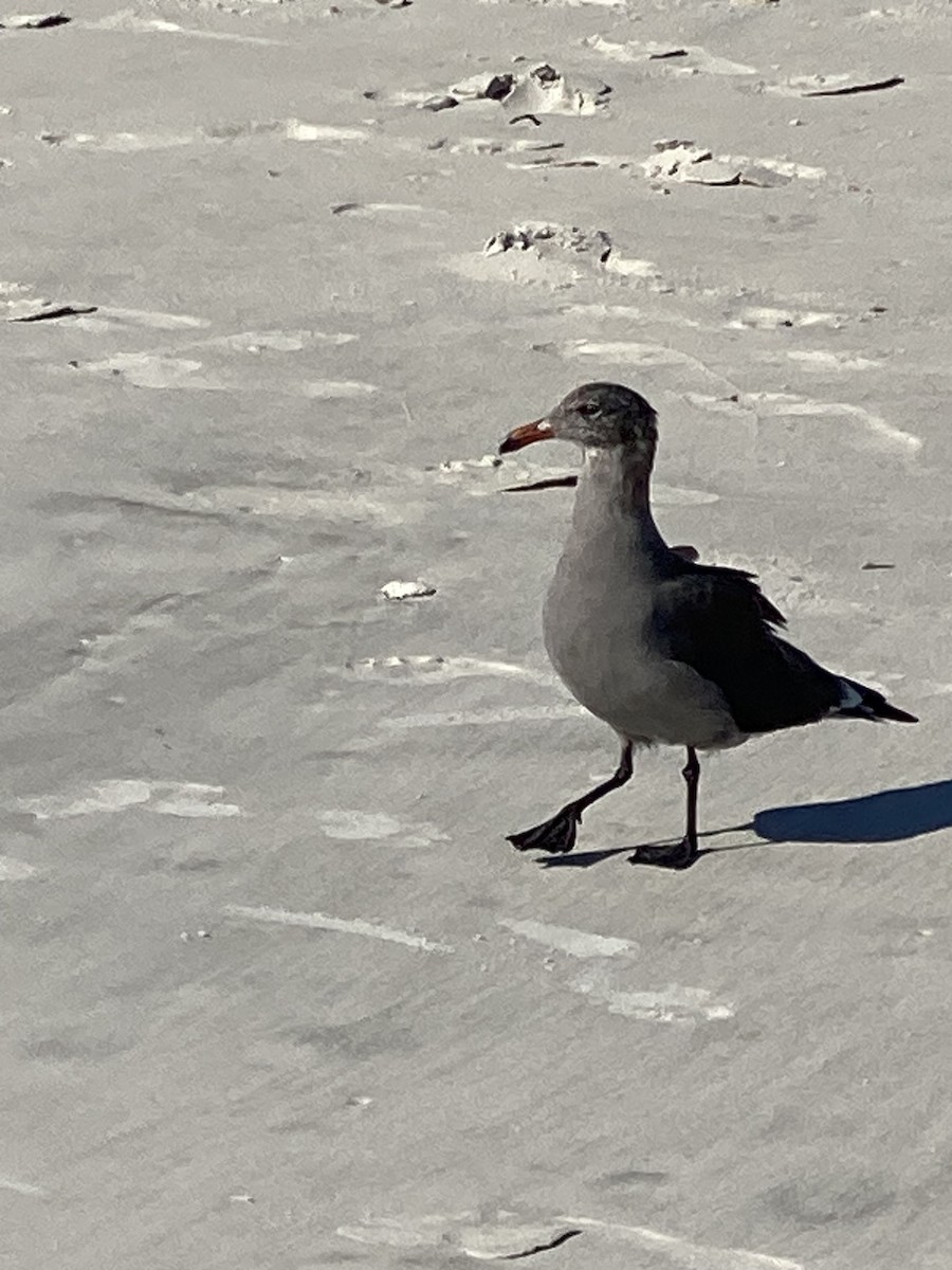 Heermann's Gull - ML609168666