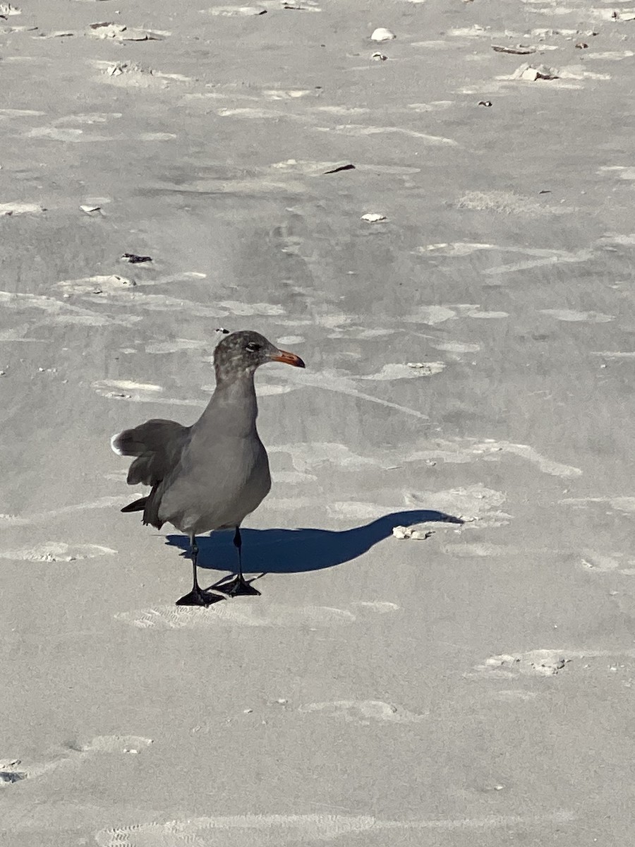 Heermann's Gull - ML609168667