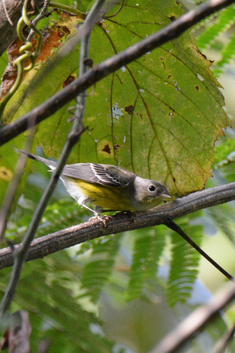 Magnolia Warbler - ML609168676