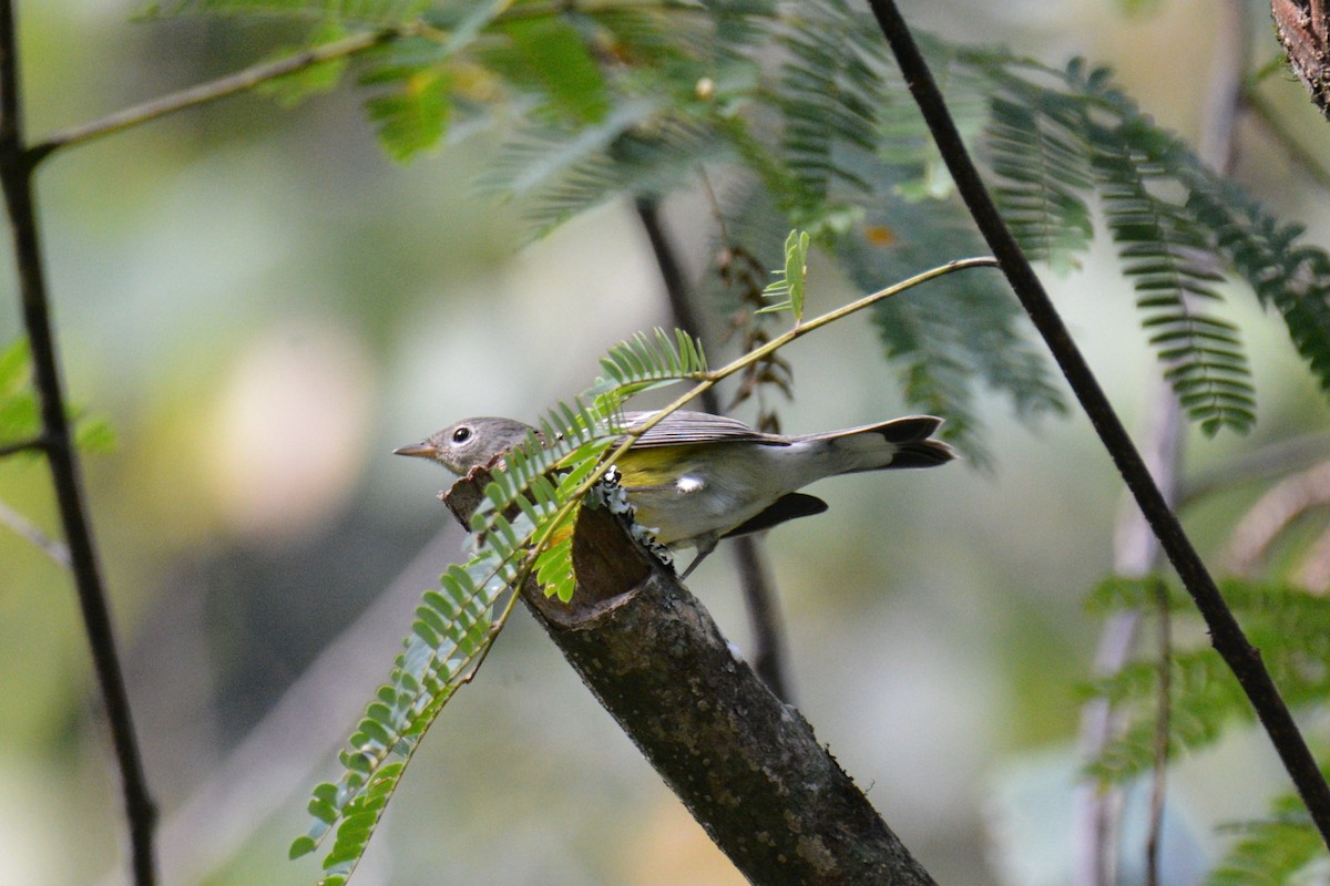 Magnolia Warbler - ML609168677