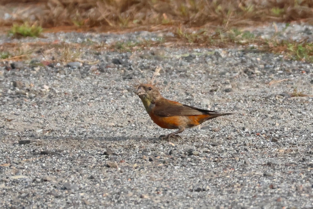 Red Crossbill (Northeastern or type 12) - ML609168690