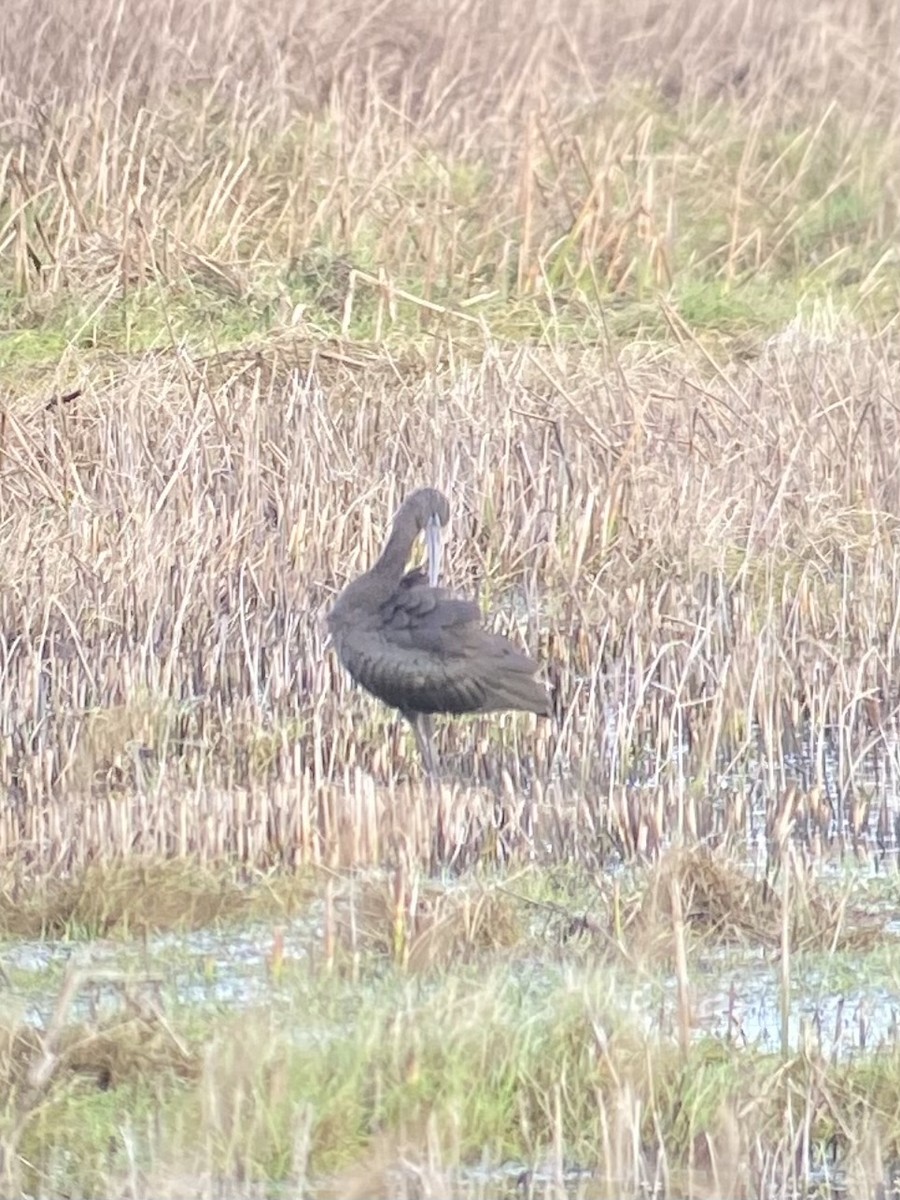 Glossy Ibis - ML609168697